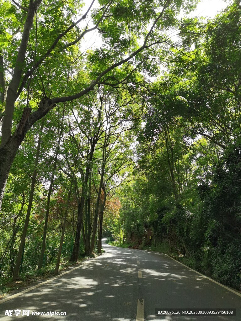 林間幽靜小路