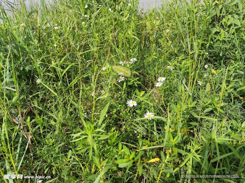 野外繁茂的綠色植物景觀