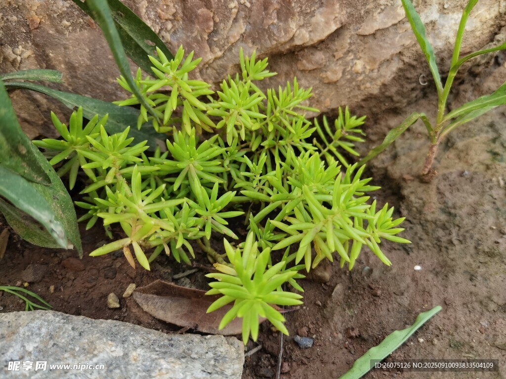 嫩綠叢生植物近景