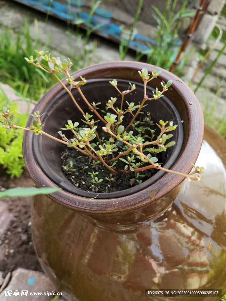 陶盆中的嫩綠植物