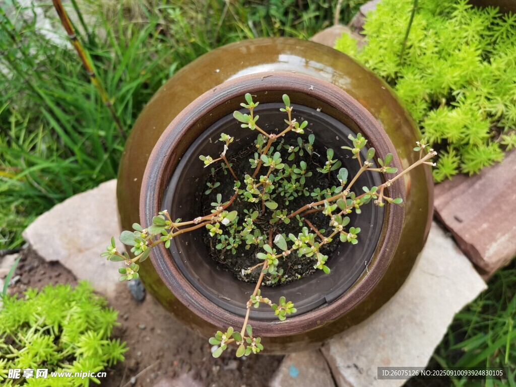 陶盆綠植自然清新小景致