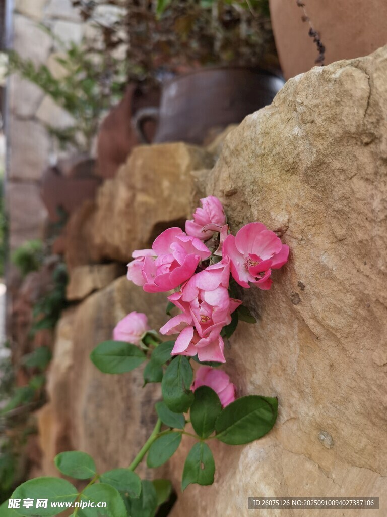 巖石旁綻放的嬌艷粉色花朵