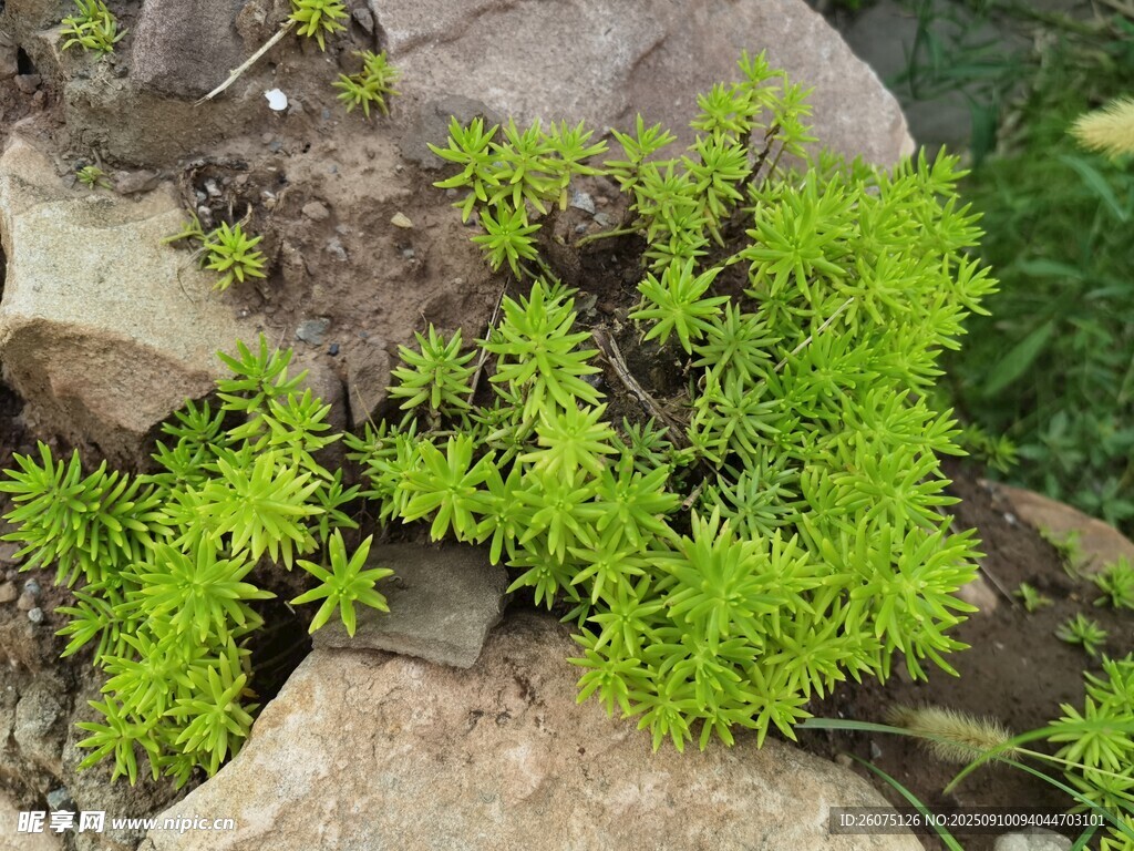 巖石間的翠綠植物