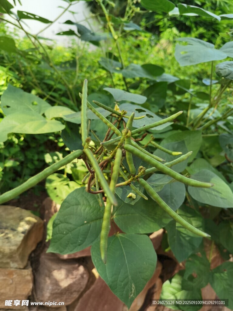 綠葉繁茂的植物特寫