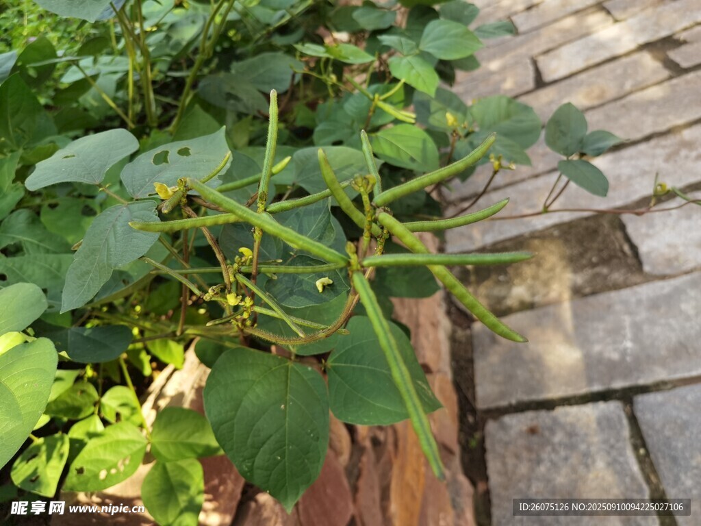 奇特藤蔓植物生長于石板旁
