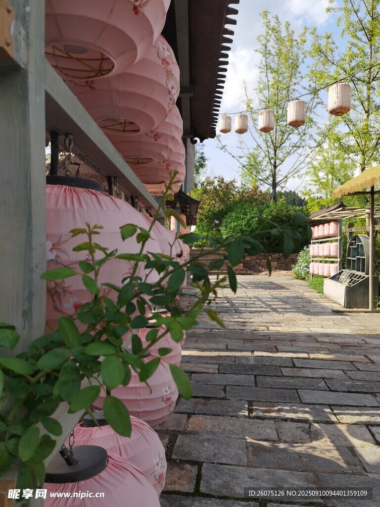 古巷中的粉色燈籠與綠植
