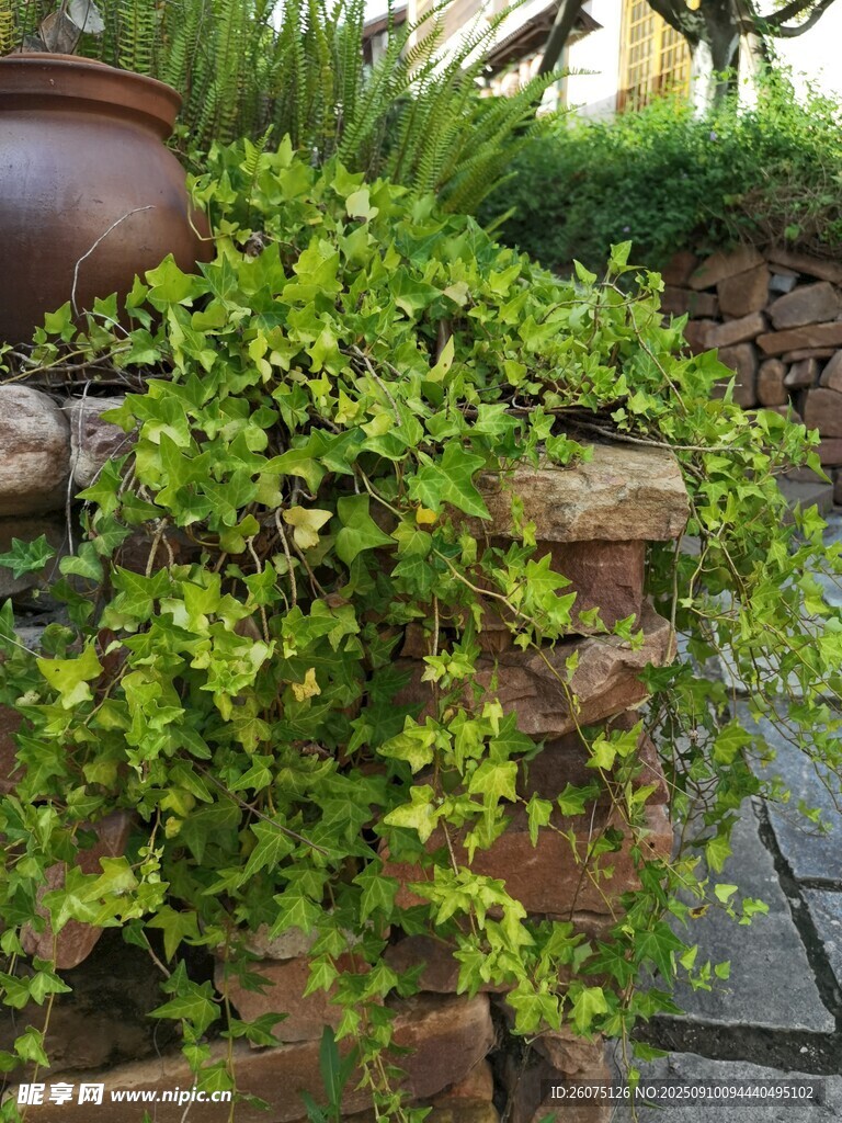 翠綠垂蔓植物裝點(diǎn)庭院角落