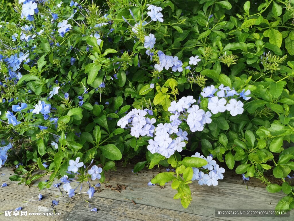 藍(lán)花綠葉的清新植物景觀