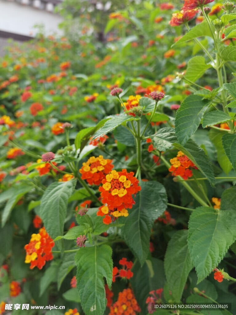 鮮艷橘色花朵與綠葉景觀