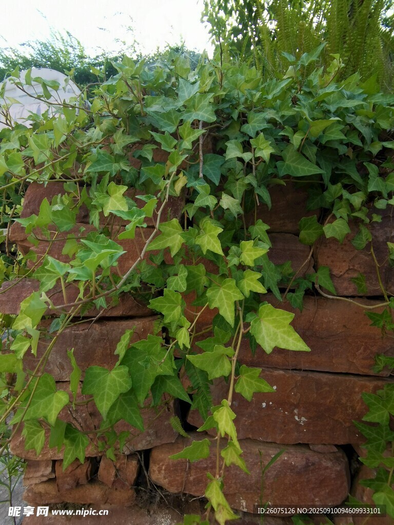 紅磚墻上的翠綠藤蔓
