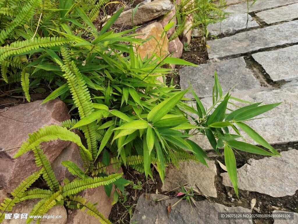 石縫間的翠綠植物