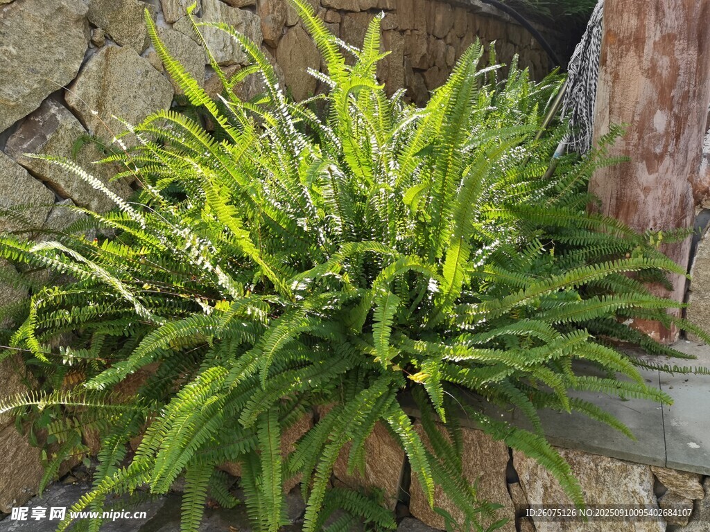 石縫中生長(zhǎng)的翠綠蕨類(lèi)植物