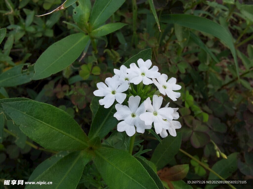 白色小花綻放綠葉間