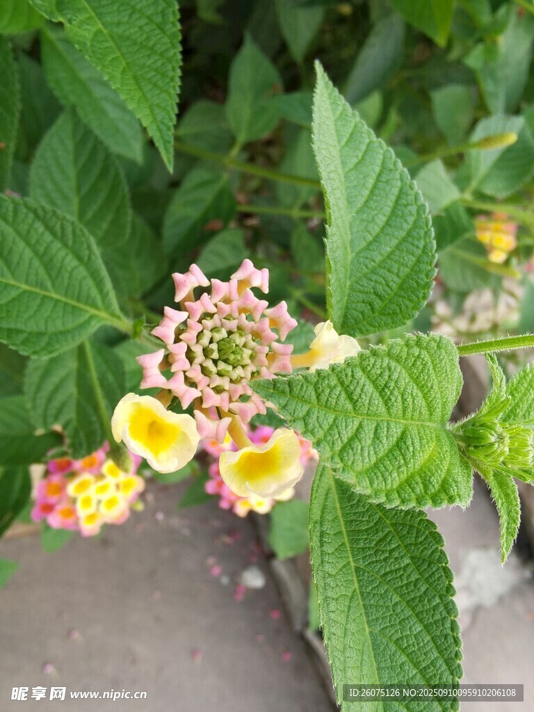 五彩馬纓丹花朵綠葉綻放