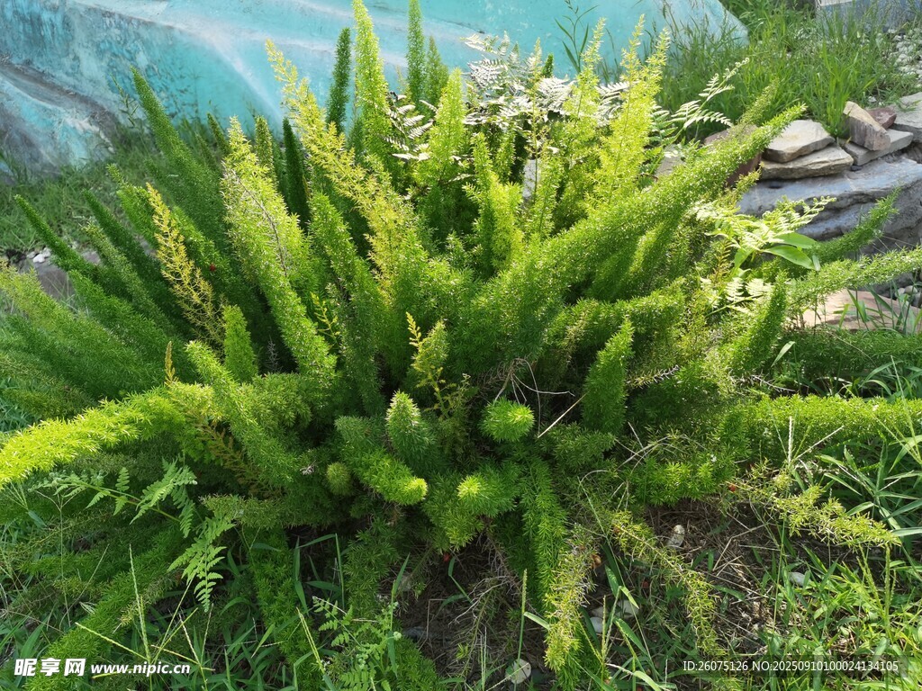 翠綠蕨類植物生機盎然