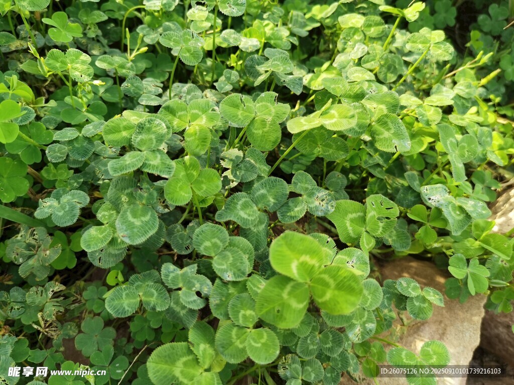茂盛綠植盆栽
