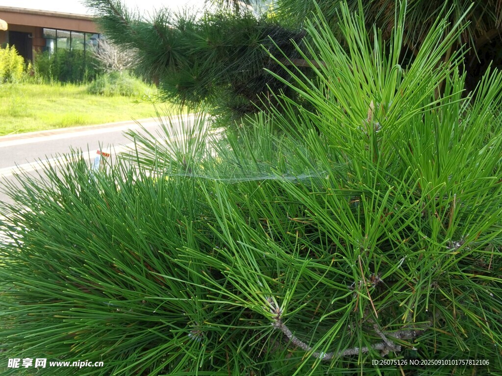 路邊的松針植物景觀
