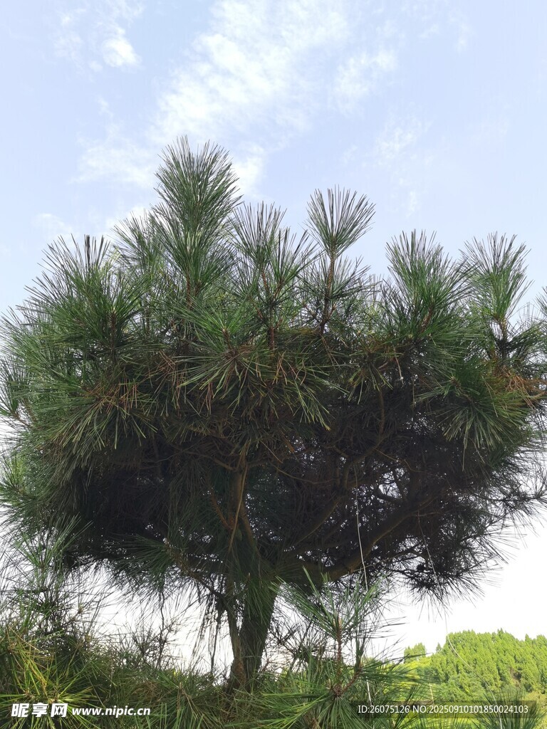 挺拔松樹于綠意中挺立