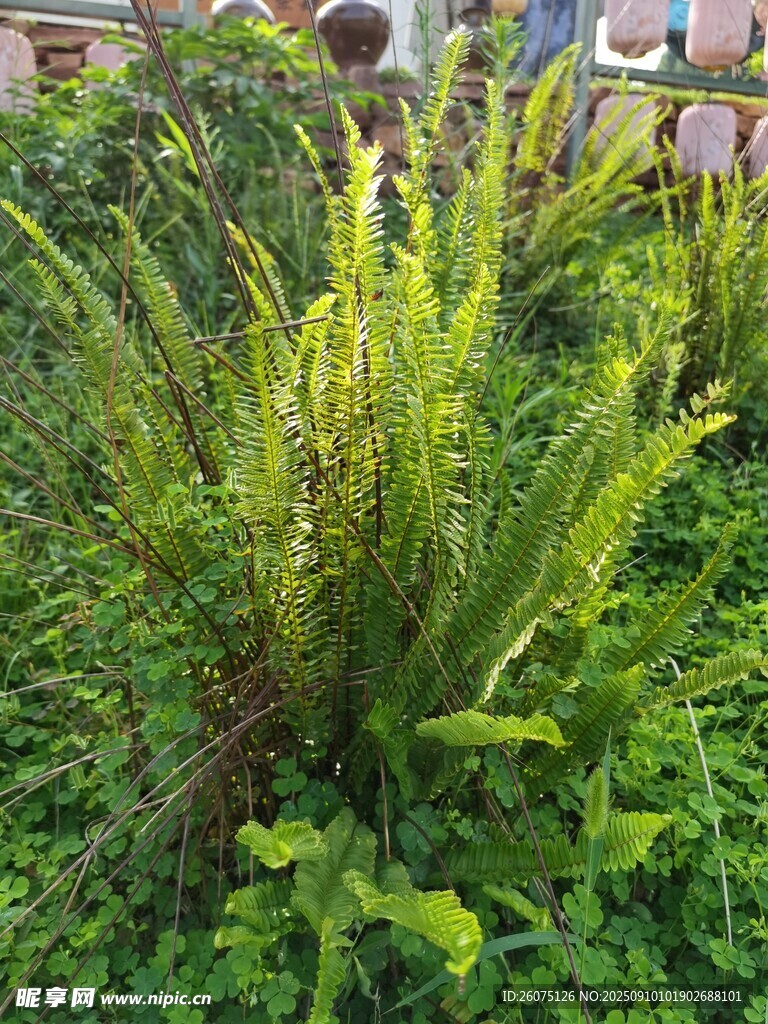 翠綠蕨類植物生機盎然
