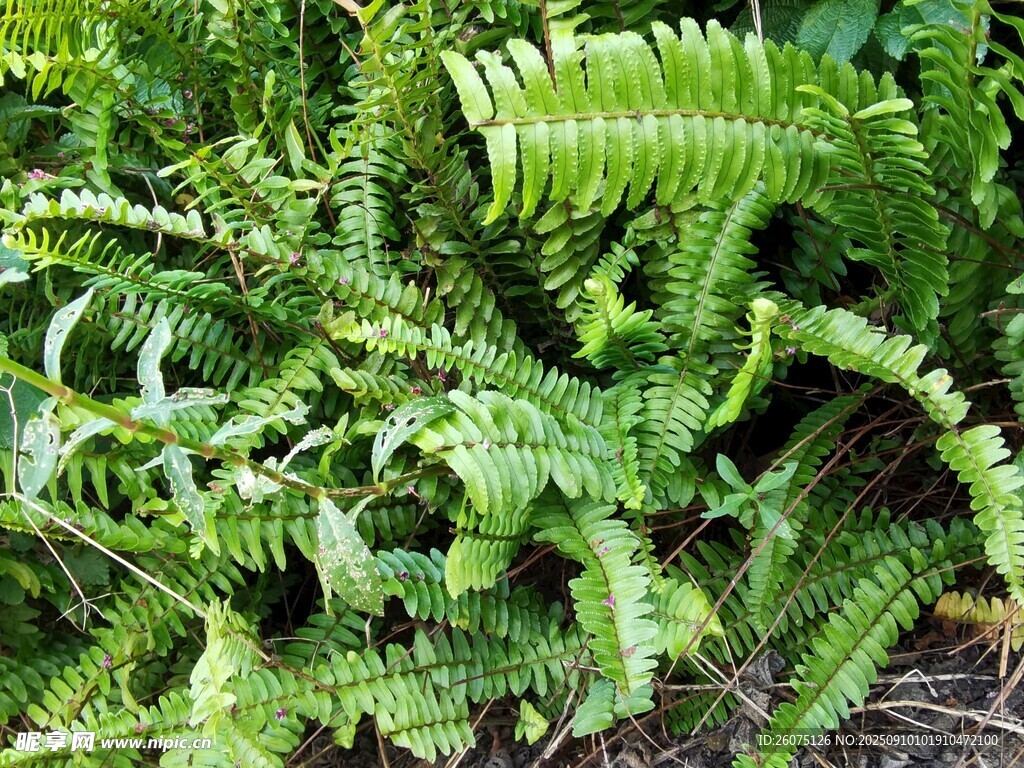 翠綠蕨類植物特寫