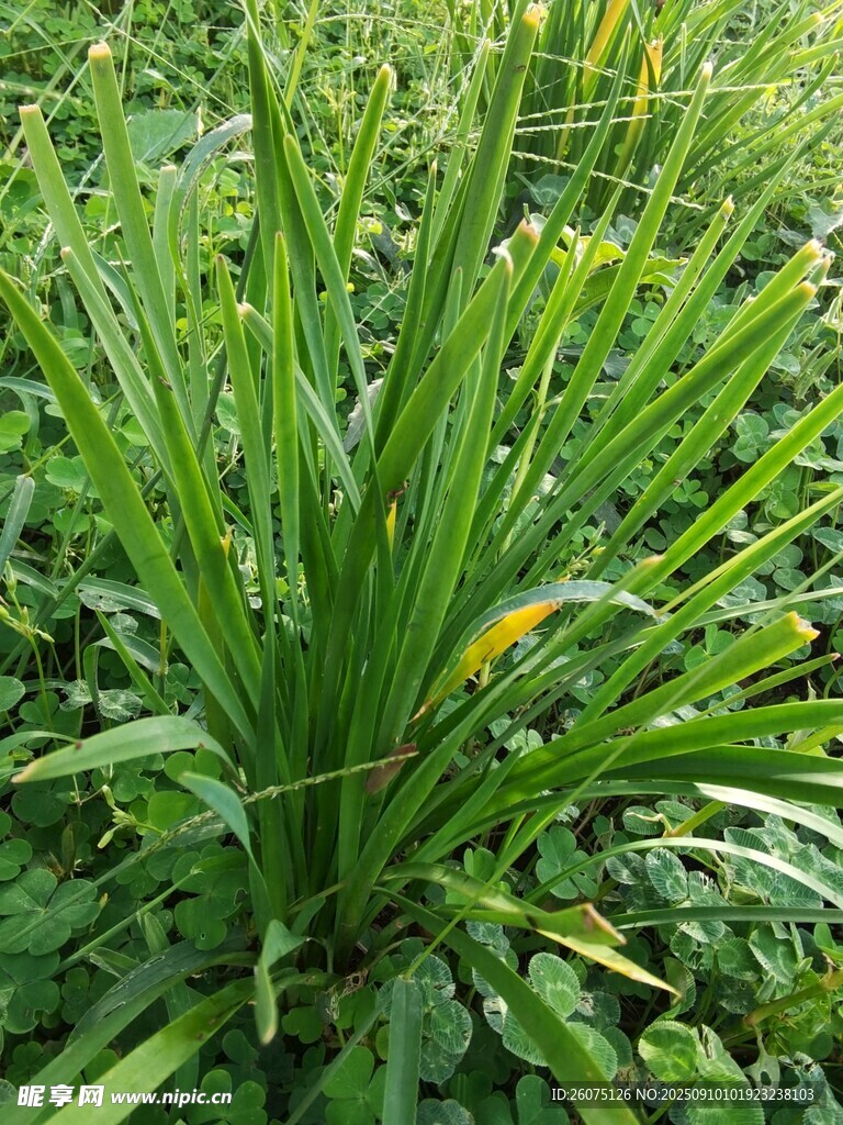 翠綠萱草植物近景圖