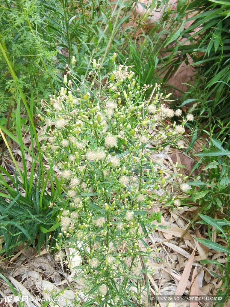 野外生長的白色小花植株