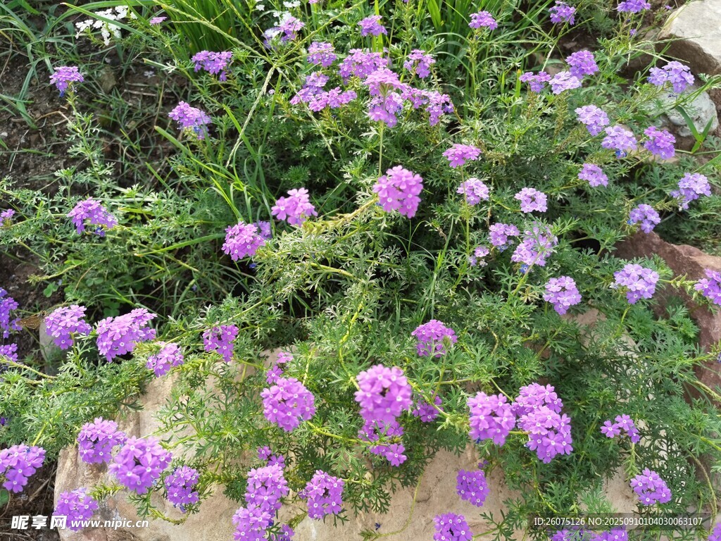 紫色小花綻放于綠植間