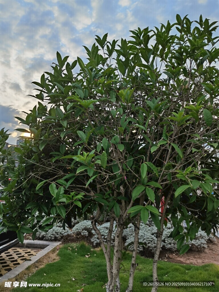 綠葉繁茂的戶外樹木景觀