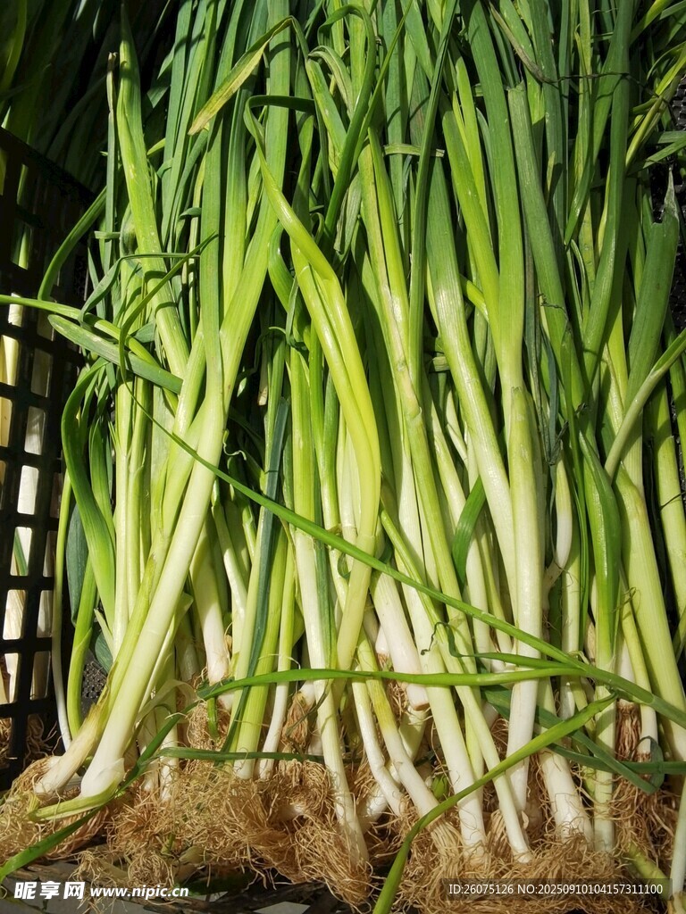 新鮮蔥苗根部特寫