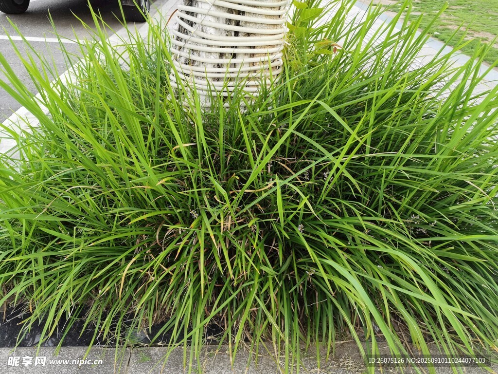 翠綠叢生觀賞草