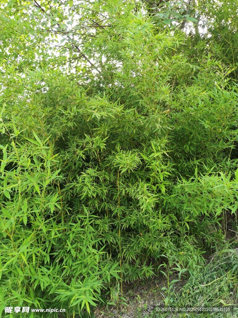 翠綠繁茂的灌木叢