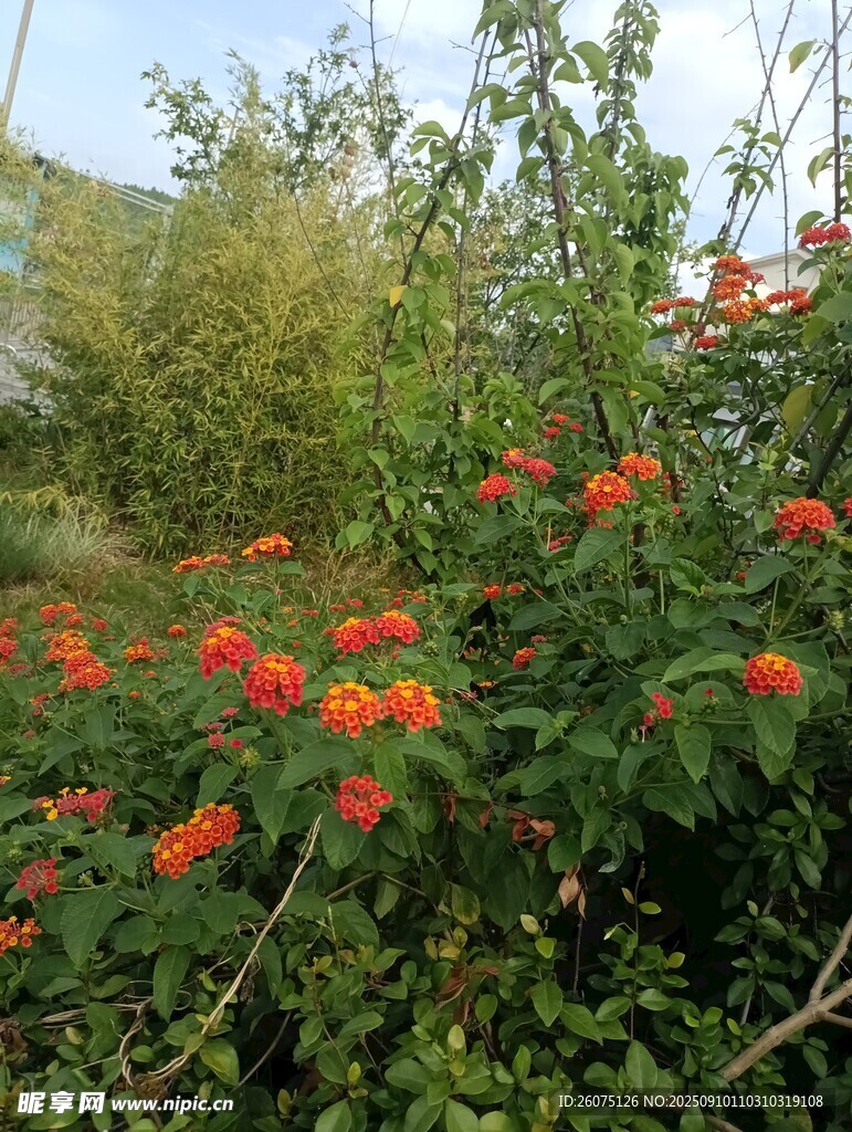 鮮艷橙花綻放于綠植間