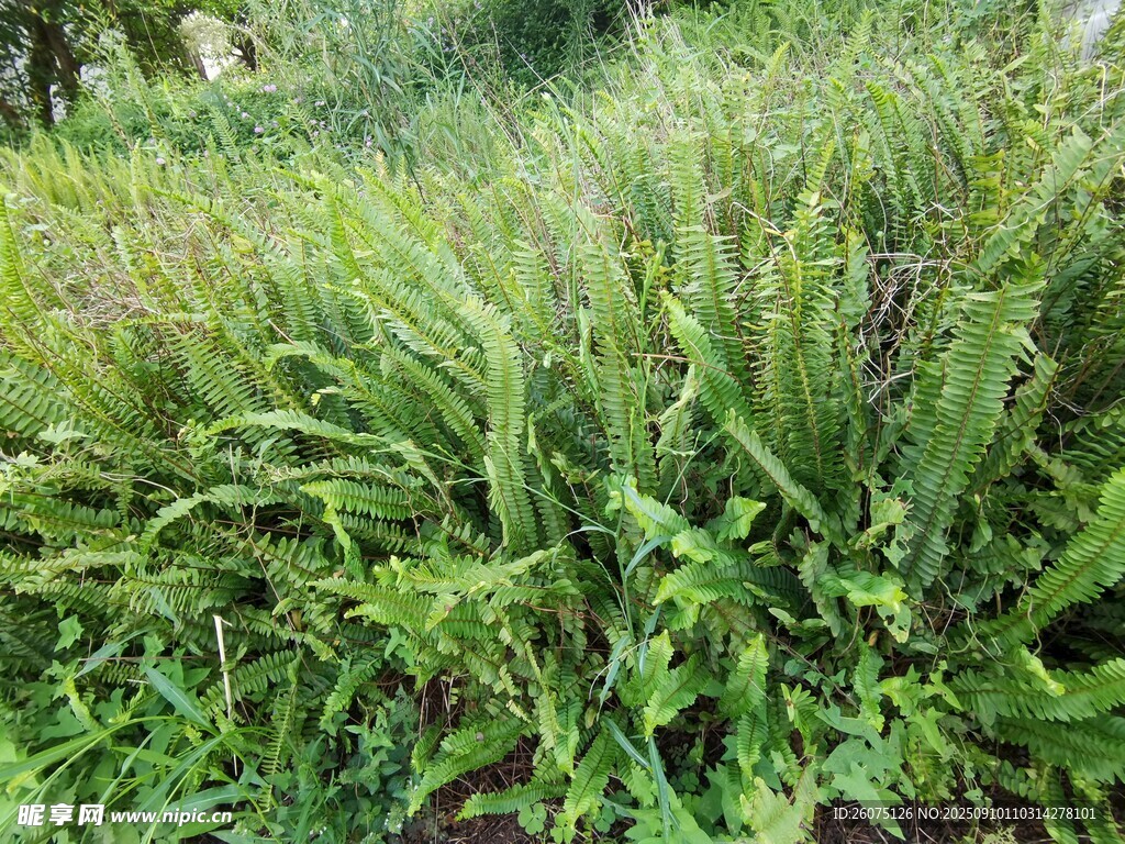 茂盛的綠色植物景觀