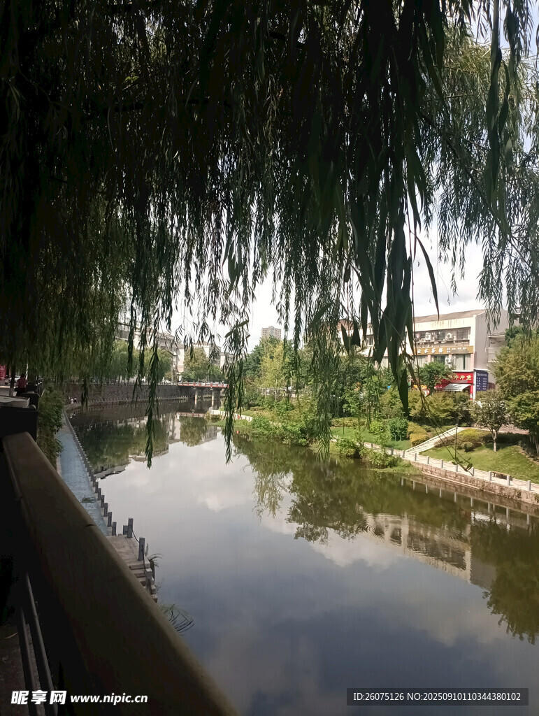 河畔垂柳下的寧靜景致