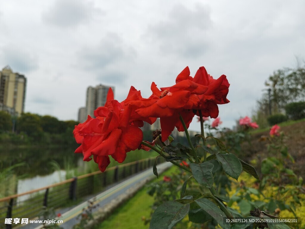 雨中綻放的艷麗紅玫瑰