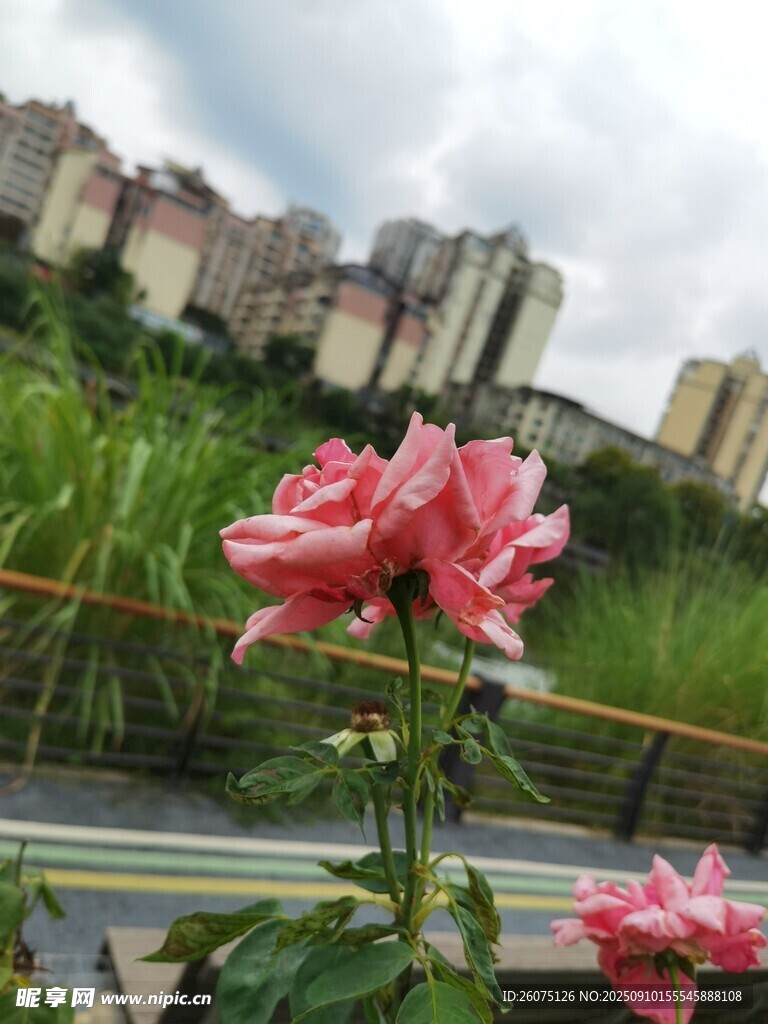 路邊綻放的嬌艷粉色花朵