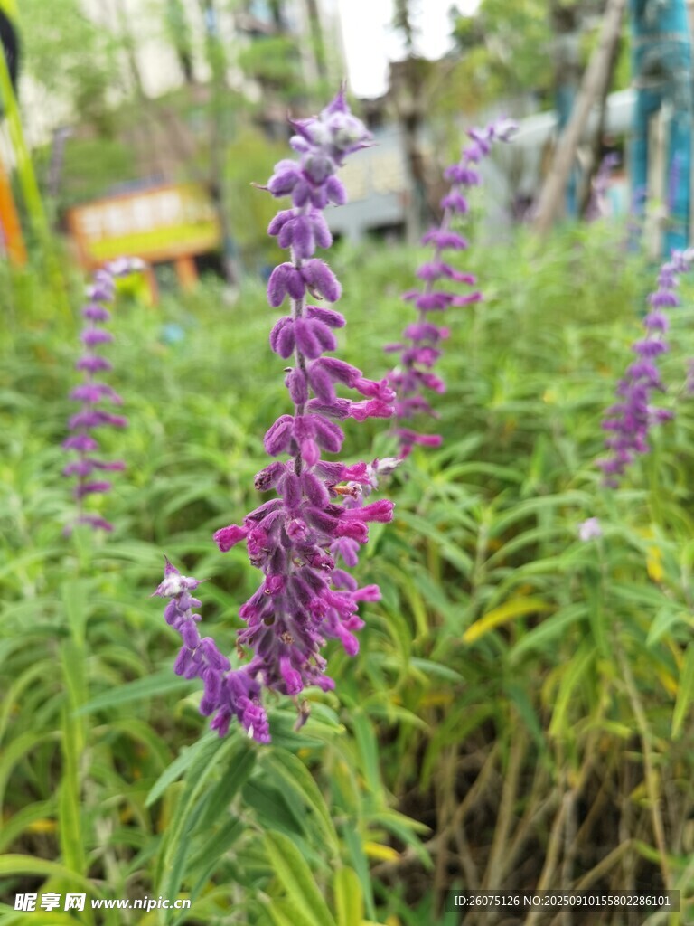 紫色花卉綻放于綠植間
