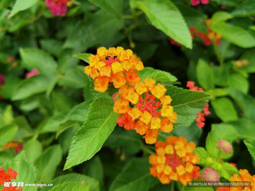 鮮艷橙花綻放綠葉間