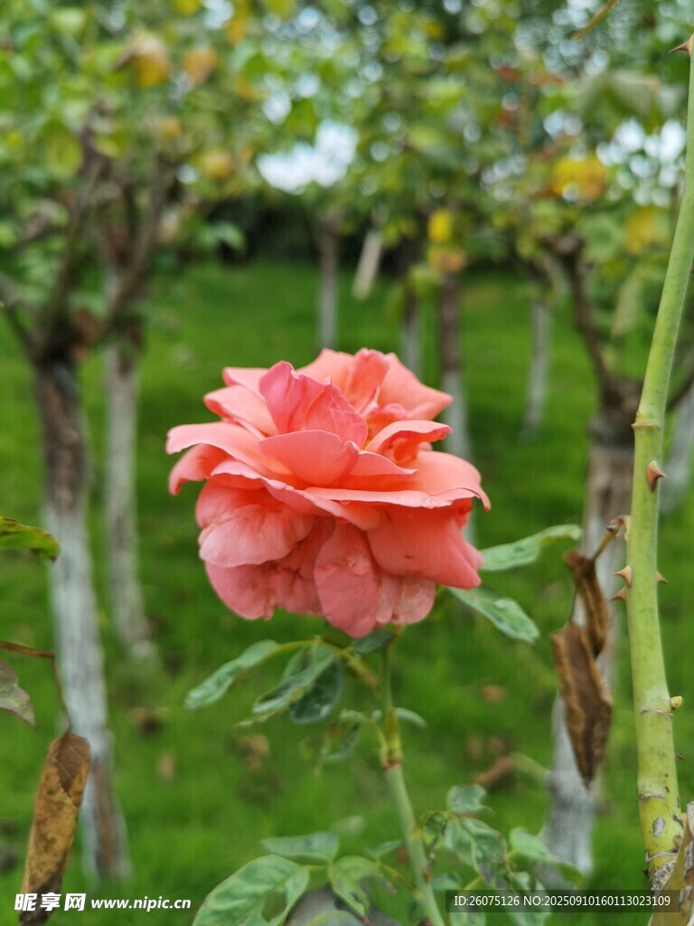 嬌艷粉玫瑰綻放于綠植間