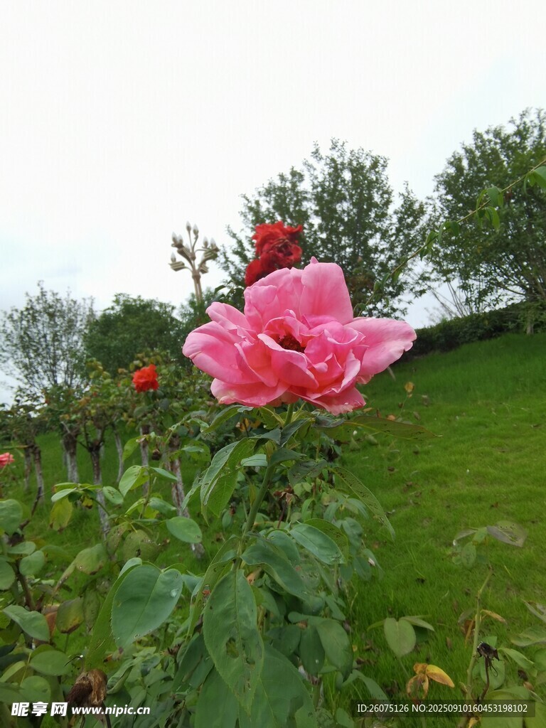 嬌艷綻放的花園粉色玫瑰