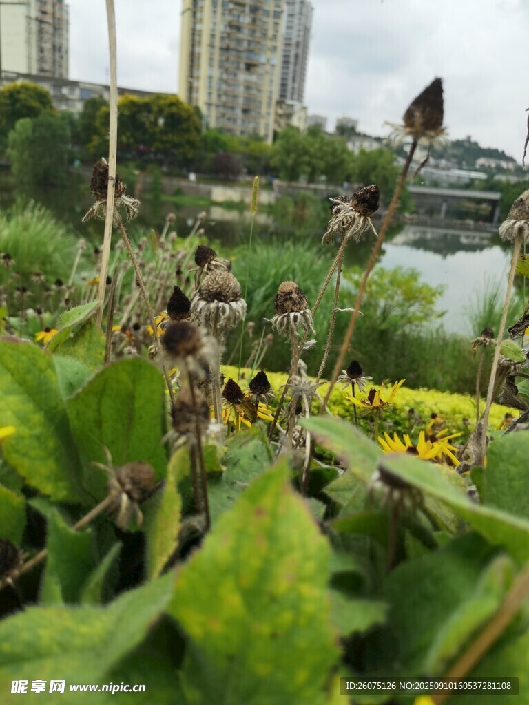 城市邊的綠植花卉景觀