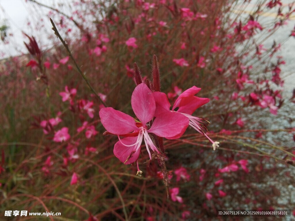 嬌艷綻放的粉紅色花朵