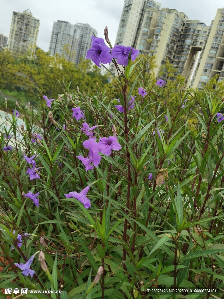 城市邊綻放的紫色小花