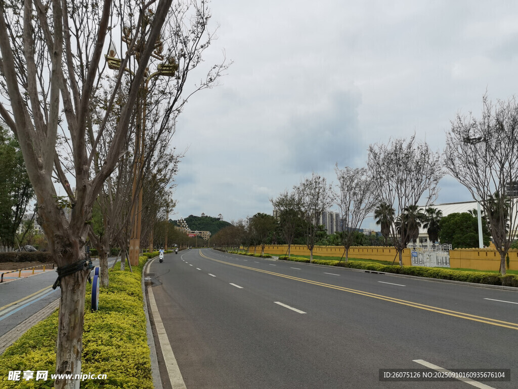 空曠道路旁的樹木與綠植