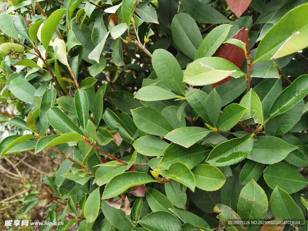綠葉紅果植物景象