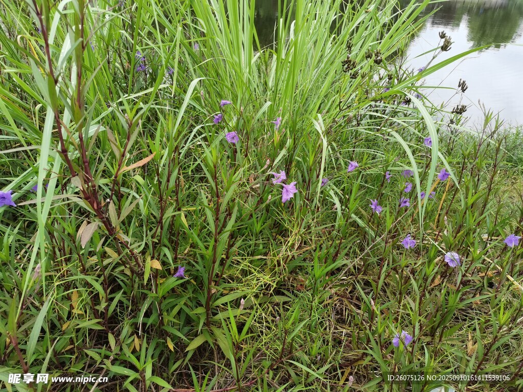 野外河畔繁茂的紫色小花植物