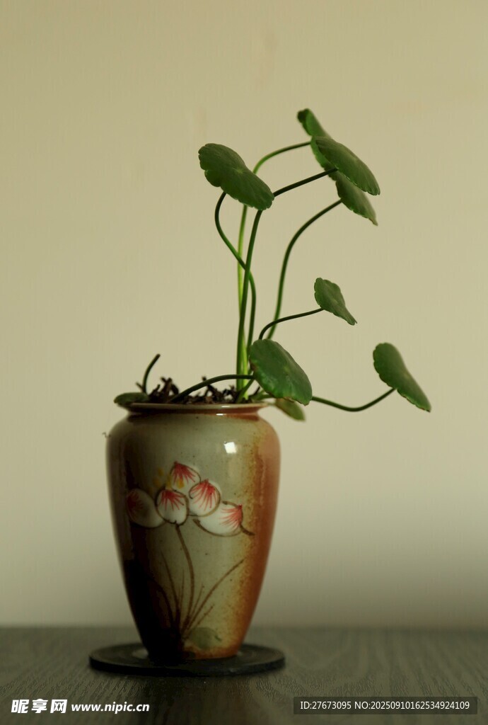古樸花瓶中生長的綠植