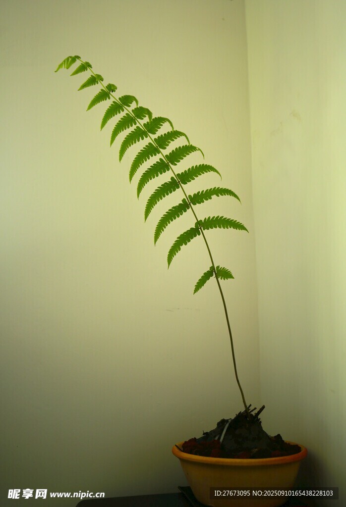 室內(nèi)盆栽蕨類植物