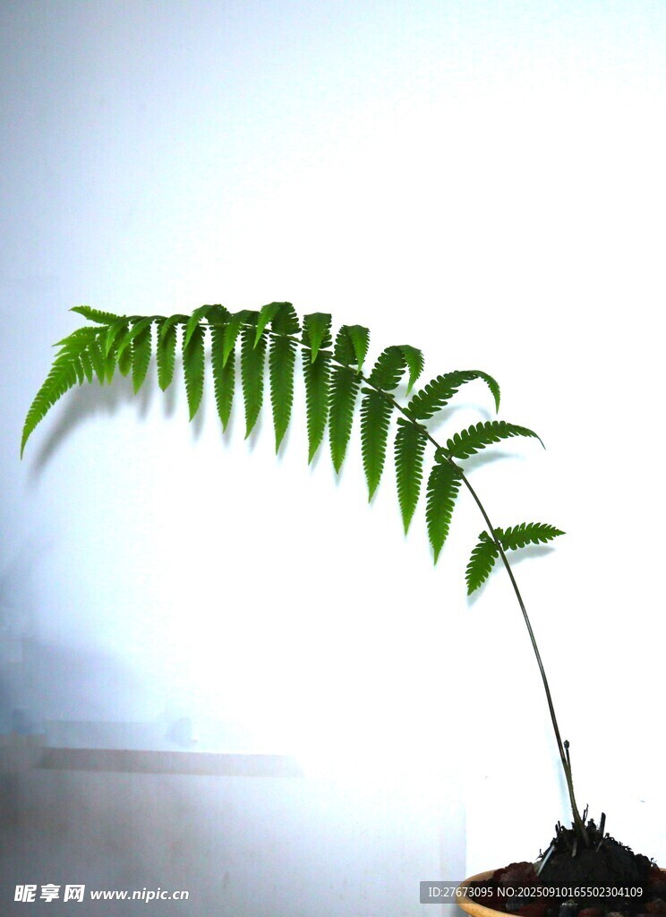 彎曲的翠綠羽狀葉片植物