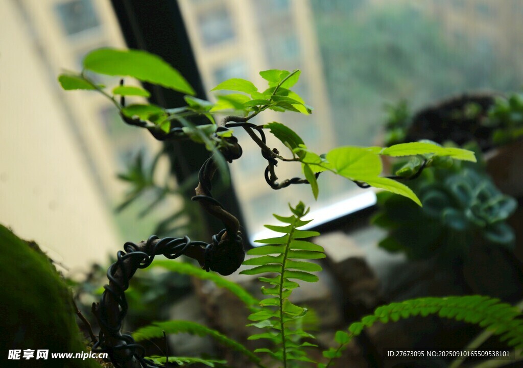 室內綠植小景